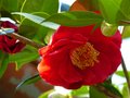 vignette Camellia japonica Grand prix aux très grosses fleurs au 28 02 13