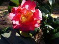 vignette Camellia japonica Scented sun avec une fleur rouge au 28 02 13