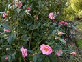 vignette Camellias williamsii Mary Phoebe Taylor et japonica Lady Clare au 28 02 13