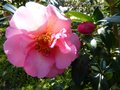 vignette Camellia williamsii Mary Phoebe Taylor gros plan au 27 02 13