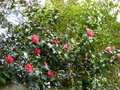 vignette Camellia Freedom bell et japonica Elegans au 27 02 13
