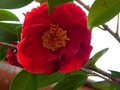vignette Camellia japonica Grand Prix au 27 02 13