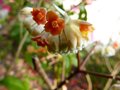 vignette Edgeworthia chrysantha red dragon gros plan au 27 02 13