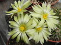 vignette Mammillaria sphaerica