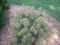 vignette Cotinus coggygria 'Young Lady'