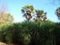 vignette Cordyline australis & Trachycarpus fortunei