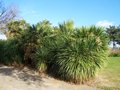 vignette Trachycarpus fortunei & Washingtonia robusta & Cordyline australis (2007)