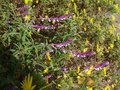 vignette Salvia leucantha & Euryops chrysanthemoides