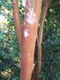 vignette Luma apiculata / Myrtaceae / Chili