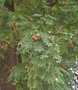 vignette Sorbus domestica / Rosaceae / Europe du Sud