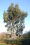 vignette Eucalyptus sp. (3)