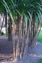vignette Trachycarpus fortunei & Washingtonia robusta & Cordyline australis   (2009/03)