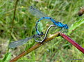 vignette Agrion porte-coupe (Enallagma cyathigerum) en coeur copulatoire , Libellules