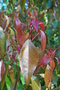 vignette Cinnamomum japonicum