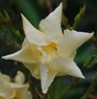 vignette Nerium oleander 'Luteum Plenum'