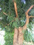 vignette Podocarpus henkelii