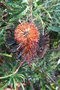 vignette Banksia spinulosa