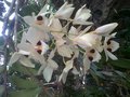 vignette orchide laos