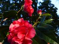 vignette Camellia reticulata Captain Rawes gros plan au 03 03 13