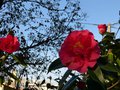 vignette Camellia reticulata Captain Rawes aux très grandes fleurs au 03 03 13
