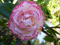 vignette Camellia japonica Margareth Davies picottee toujours la au 05 03 13
