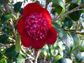 vignette Camellia japonica Bob's tinsie au 05 03 13