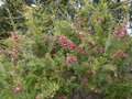 vignette Grevillea rosmarinifolia toujours bien au 03 03 13