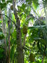 vignette Artocarpus heterophyllus