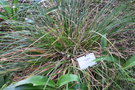 vignette Carex
