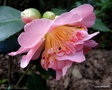 vignette ' DEMI-TASSE ' camellia japonica