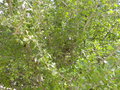 vignette Gardenia spatulifolia