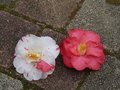 vignette Camellia jap. Dainty California, mon jardin
