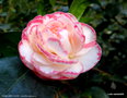 vignette ' MARGARET DAVIS ' camellia japonica