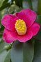 vignette Camellia rusticana