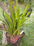 vignette cymbidium aloifolium