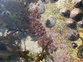 vignette Corallina, coralline des rochers