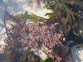 vignette Corallina, coralline des rochers