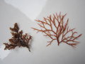 vignette Laurencia pinnatifida et Lomentaria articulata - poivre de mer et lomentaire articule