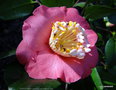 vignette ' DEWATAIRIN ' camellia japonica de higo