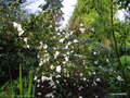 vignette ' CORNISH SNOW ' camellia hybride