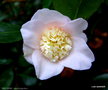 vignette ' PINK TINSIE ' camellia japonica