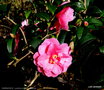vignette ' INSPIRATION ' camellia hybride reticulata
