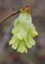 vignette Corylopsis gotoana