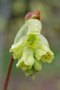 vignette Corylopsis gotoana