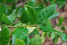 vignette Ilex cornuta 'Anicet Delcambre'