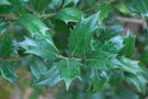 vignette Ilex aquifolium 'Washington'