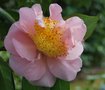 vignette Camellia japonica cv.