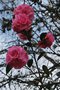 vignette Camellia x williamsii 'Gay Time'