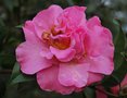 vignette Camellia x williamsii 'Gay Time'