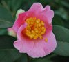 vignette Camellia x williamsii 'Mary Larcom'   (GB 1963)